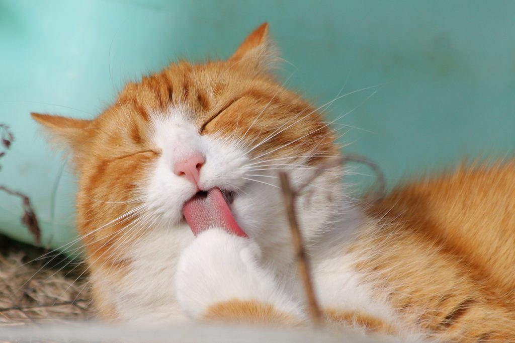 Types of Cat Food for Kidney Disease