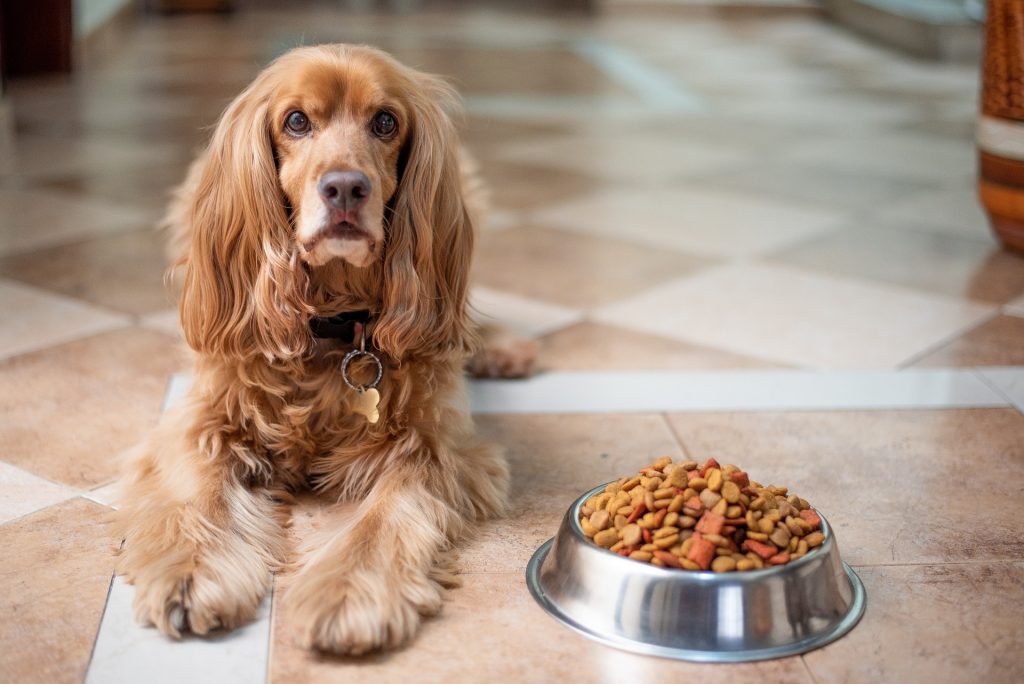 Allergens in Dog Food